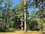 forest for sale on LA FERTE ST AUBIN (45240)